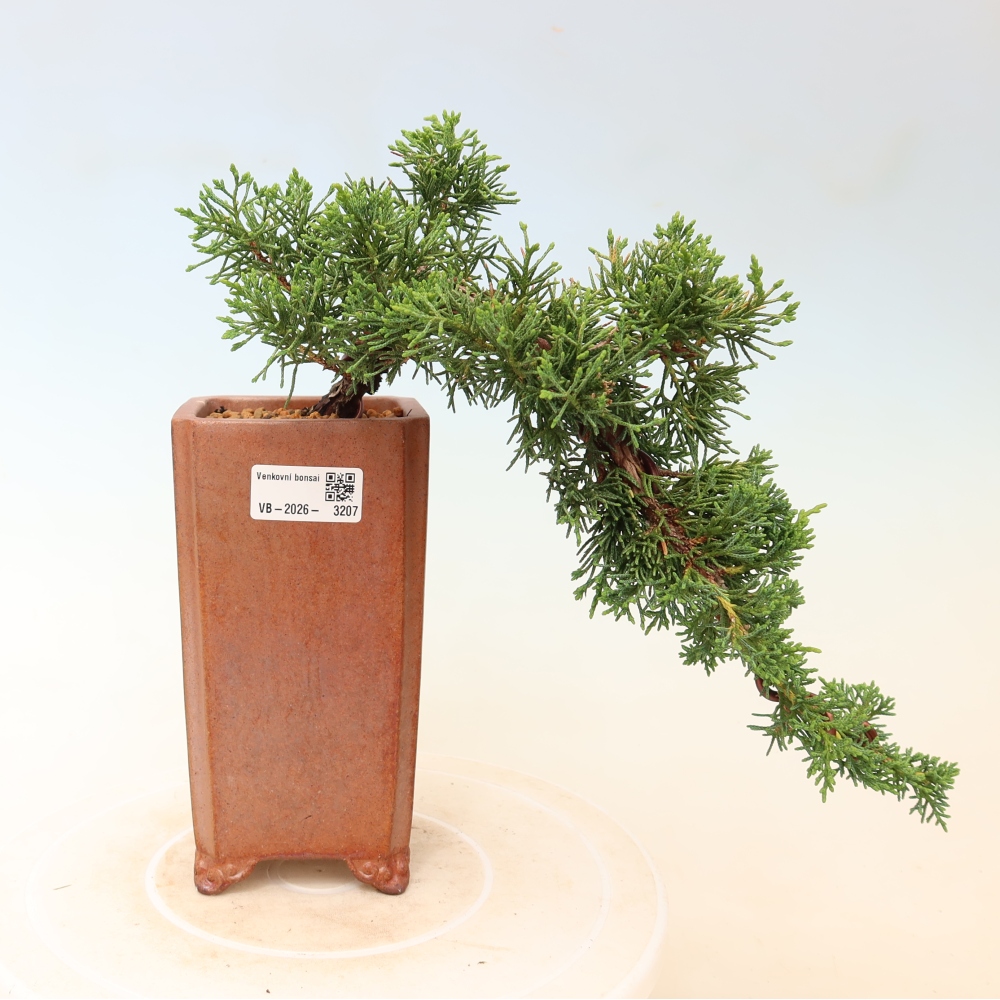 Bonsai voor buiten - Juniperus chinensis Kishu