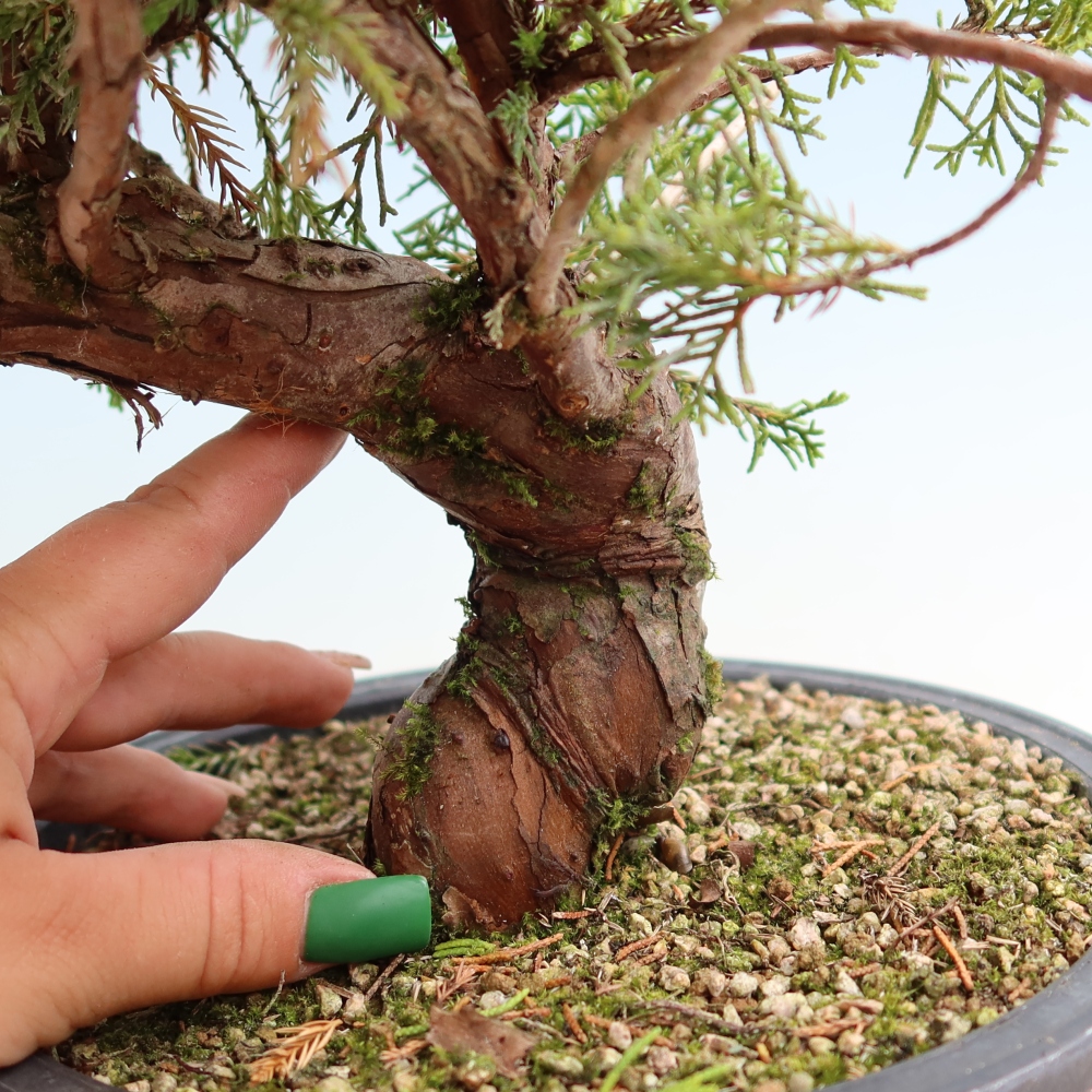Bonsai voor buiten - Juniperus chinensis Itoigawa-Juniperus chinensis