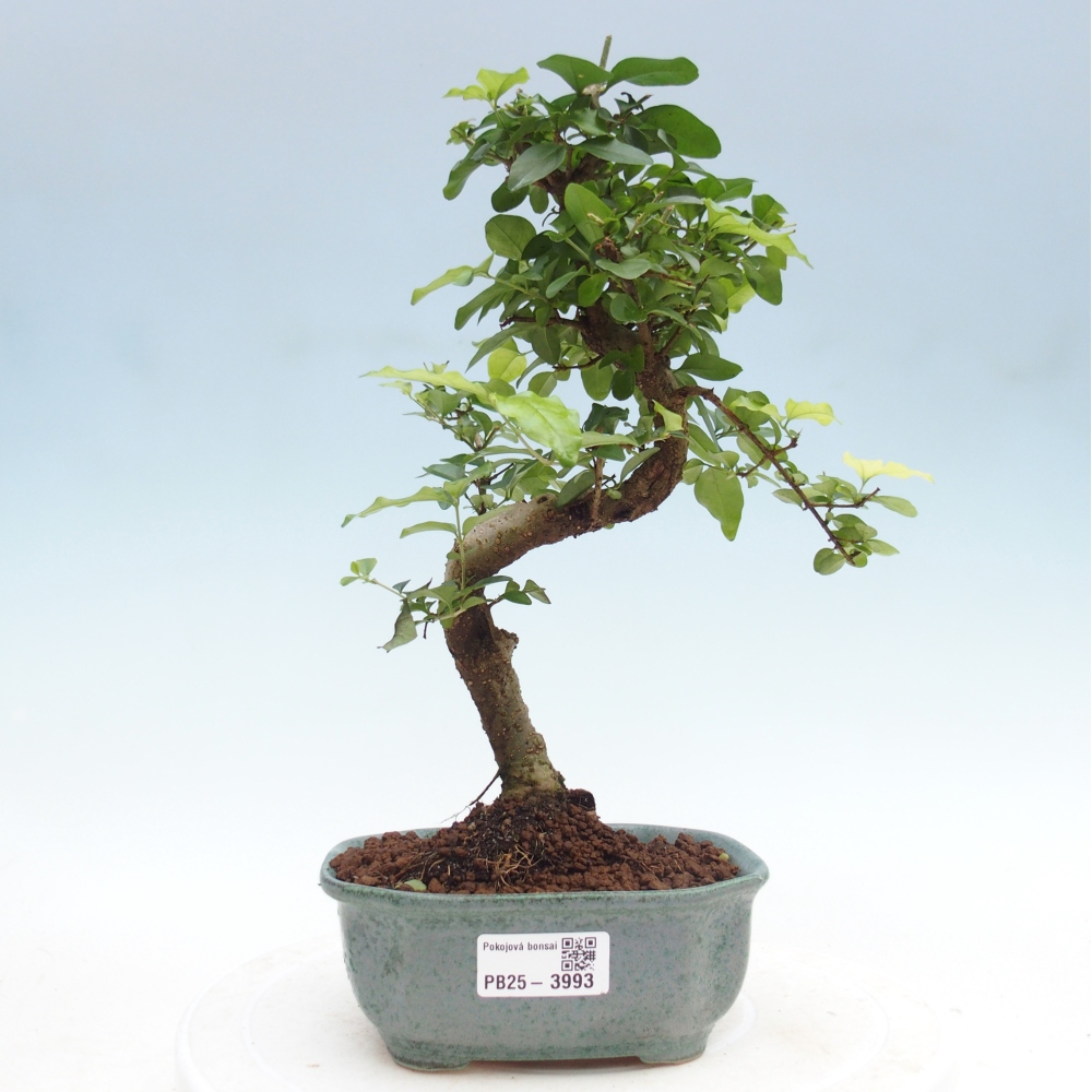 Kamerbonsai -Ligustrum chinensis - Vogelsnavel