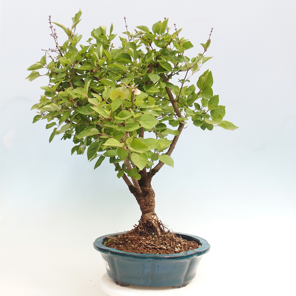 Bonsai voor buiten - Syringa Meyeri Palibin - Meyersering