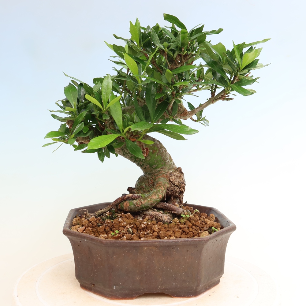 Kamerbonsai - Gardenia jasminoides-Gardenia