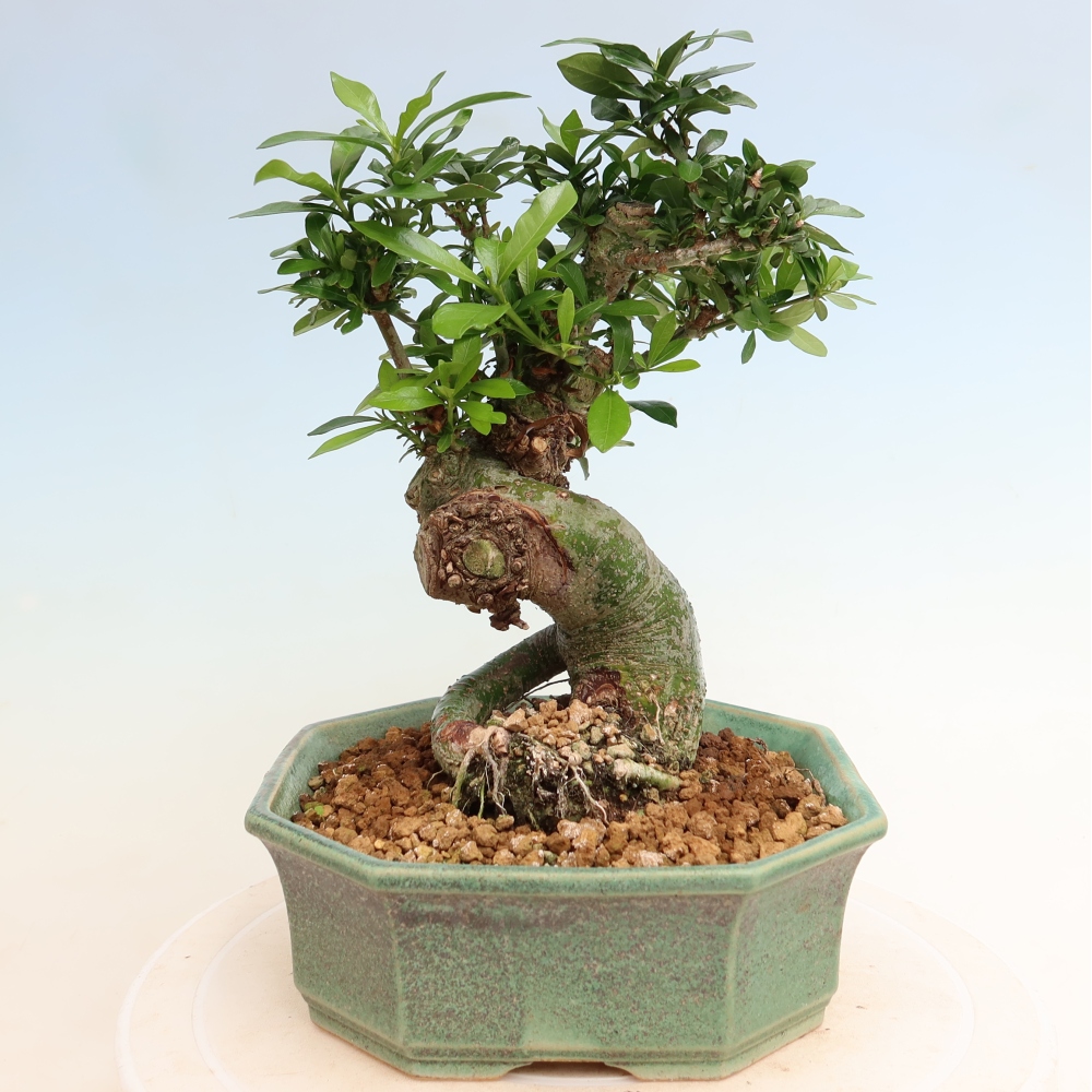 Kamerbonsai - Gardenia jasminoides-Gardenia