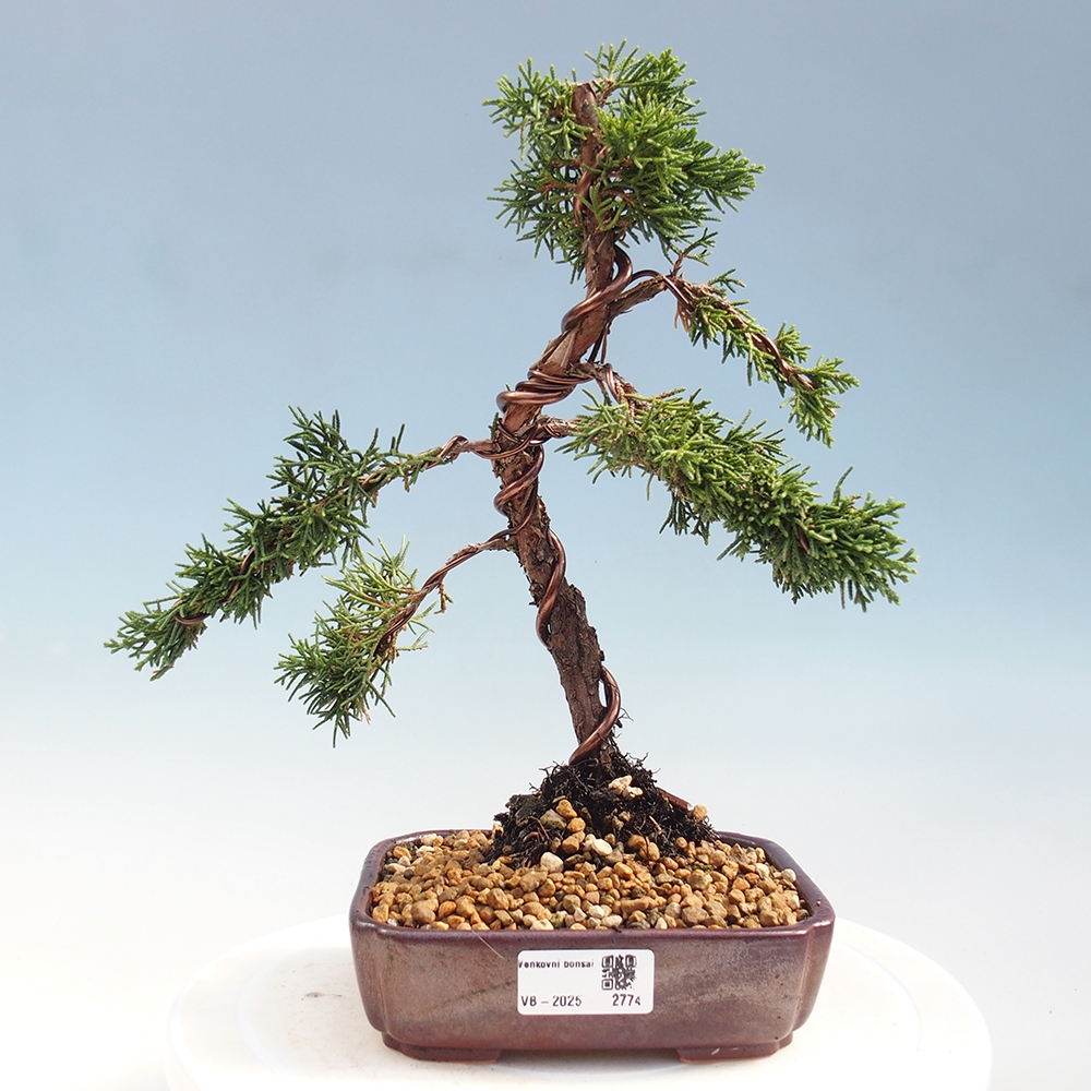 Bonsai voor buiten - Juniperus chinensis Kishu