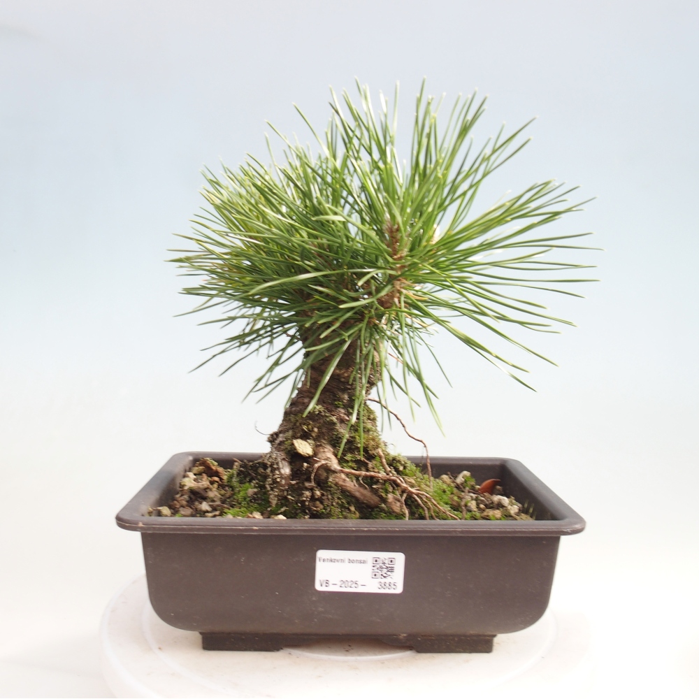 Bonsai voor buiten - Pinus thunbergii - Thunberg den