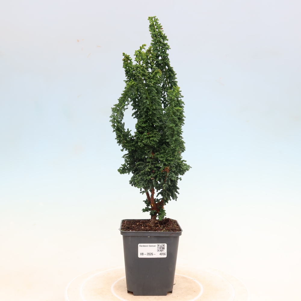 Bonsai voor buiten - Cham. obtusa SEKKA HINOKI - Cipres
