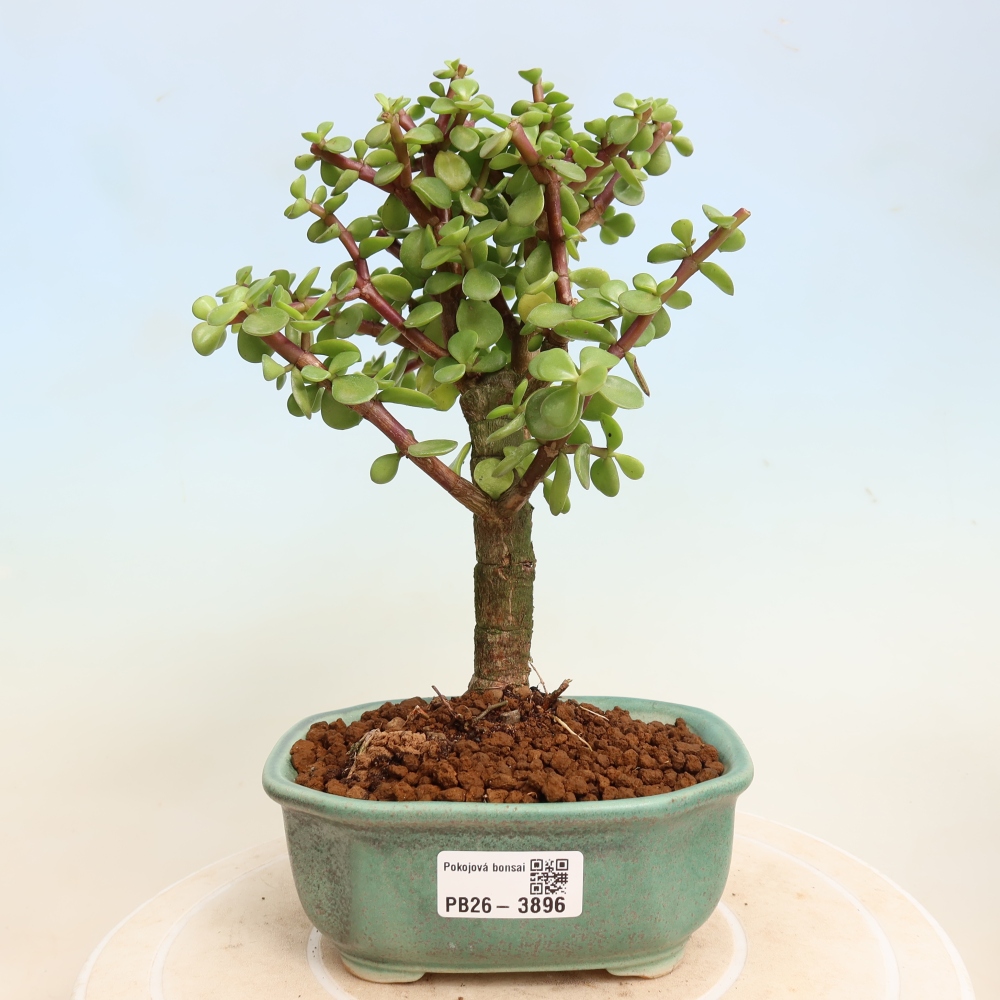 Kamerbonsai - Portulakaria Afra - Tlustice