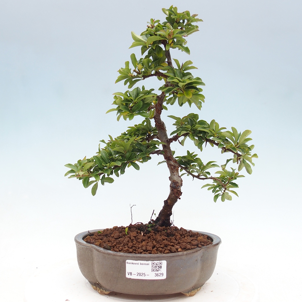 Bonsai-Pyracantha Teton voor buiten -Hlox