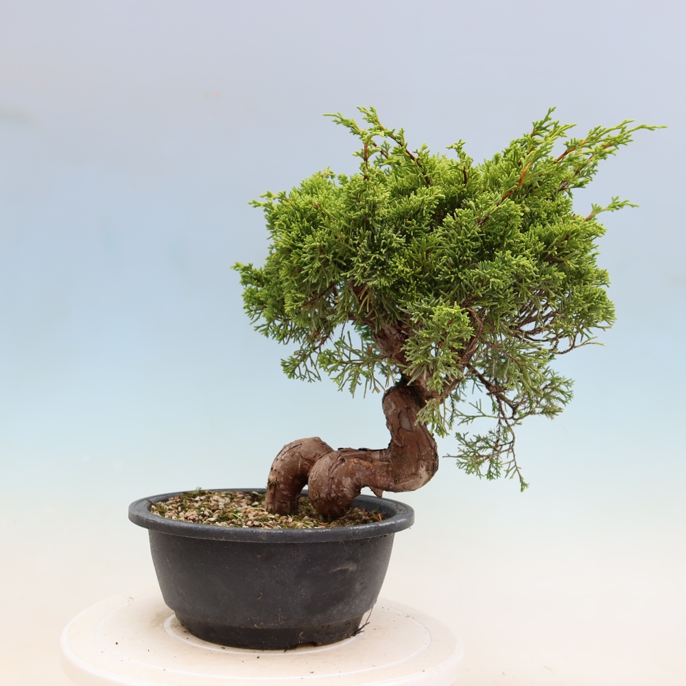 Bonsai voor buiten - Juniperus chinensis Itoigawa-Juniperus chinensis