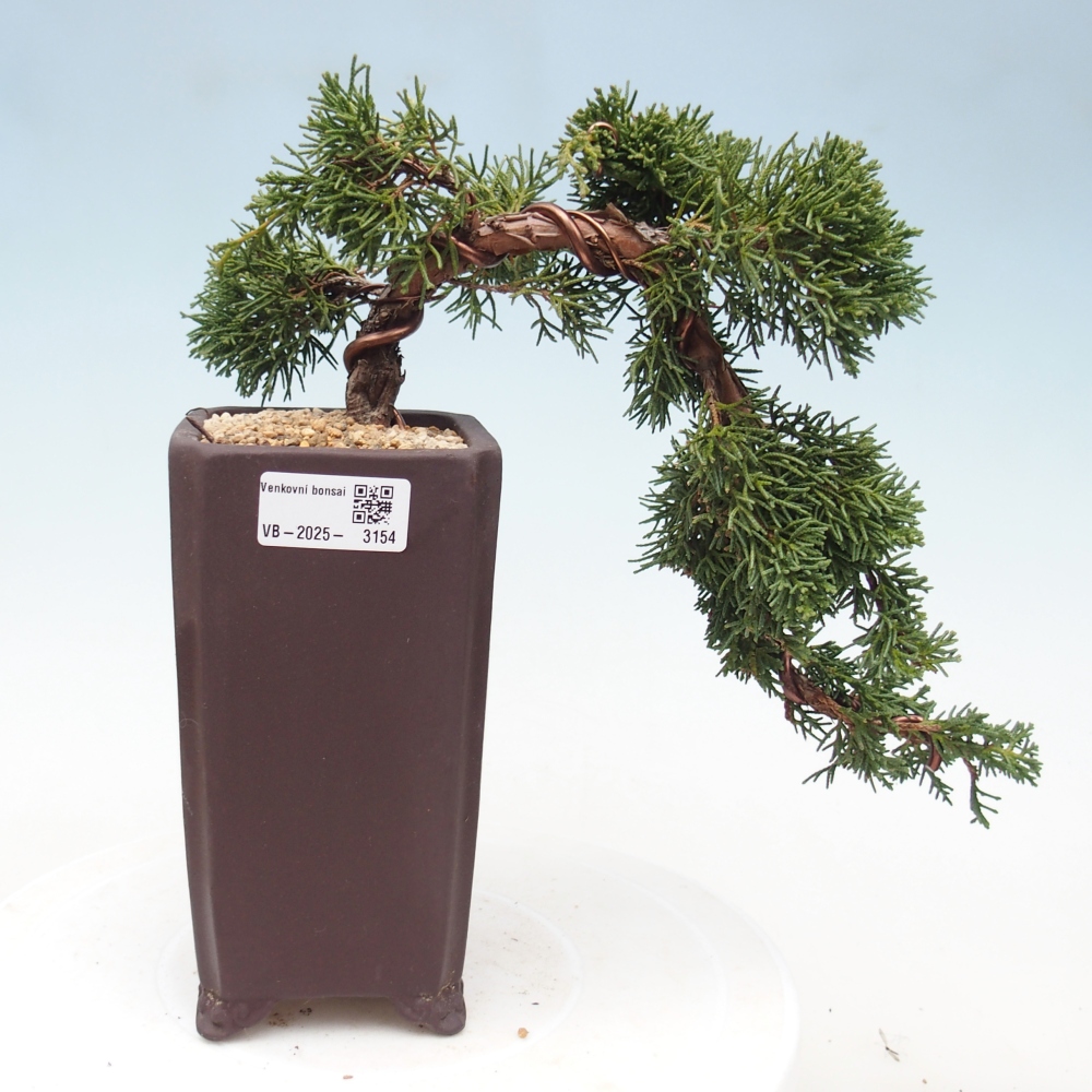 Bonsai voor buiten - Juniperus chinensis Kishu