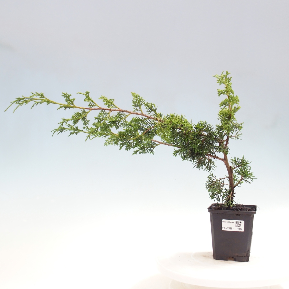 Bonsai voor buiten - Juniperus chinensis Itoigawa