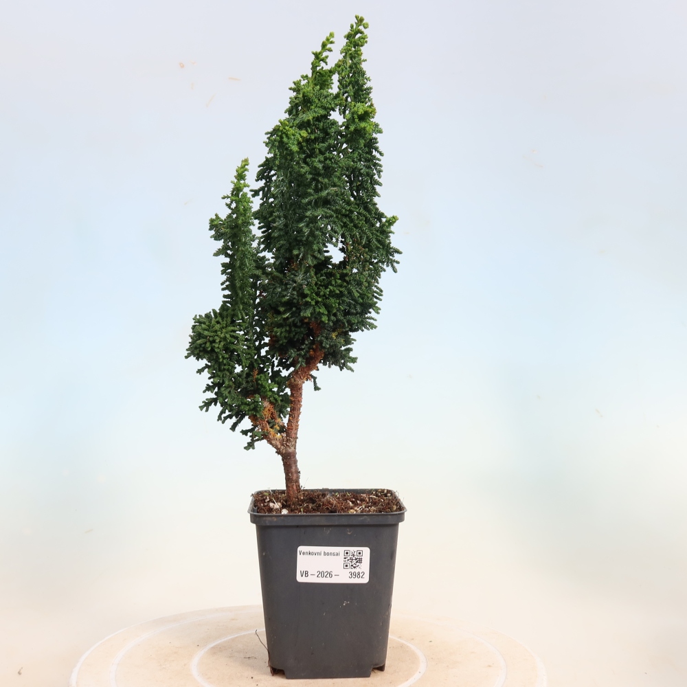 Bonsai voor buiten - Cham. obtusa SEKKA HINOKI - Cipres