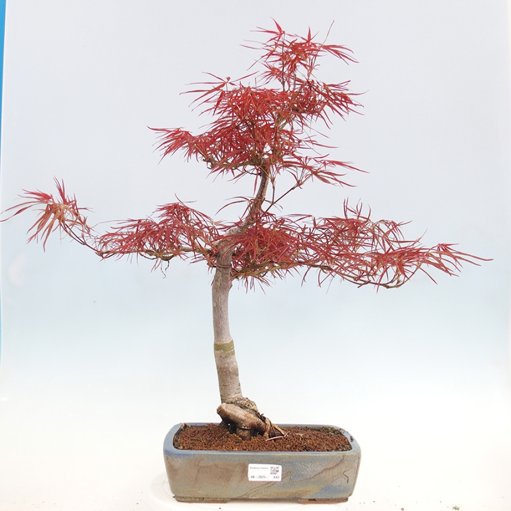 Bonsai voor buiten - Acer palmatum RED PYGMY