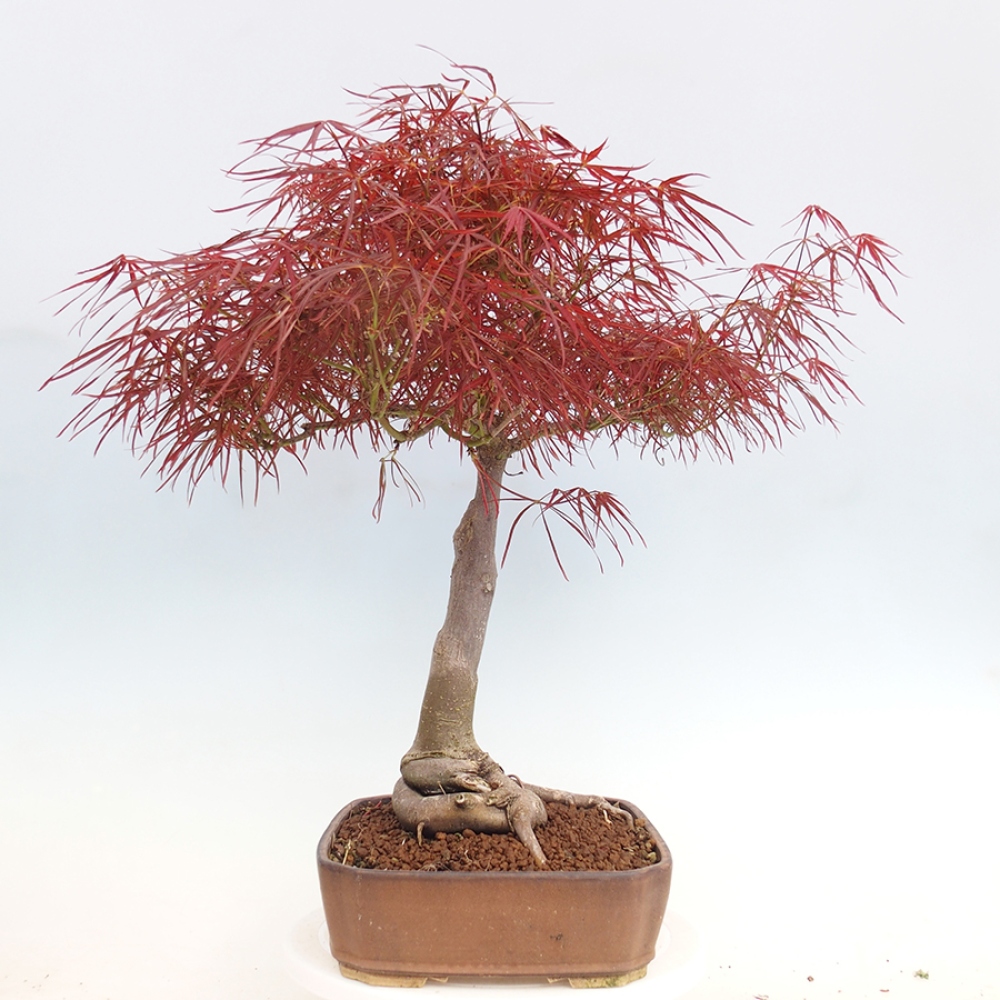 Bonsai voor buiten - Acer palmatum RED PYGMY
