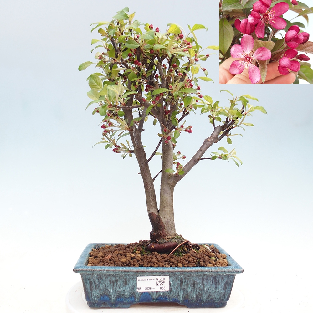 Bonsai voor buiten -Malus domestica - Roodbladige appelboom met kleine vruchten