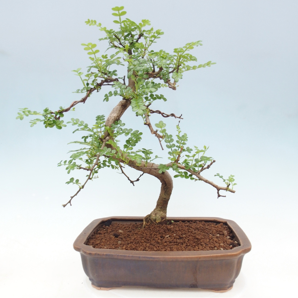 Kamerbonsai - Zantoxylum piperitum - peperboom