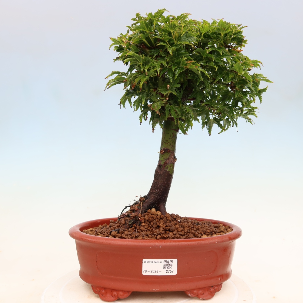 Bonsai voor buiten -Javor palm Acer palmatum Shishigashira