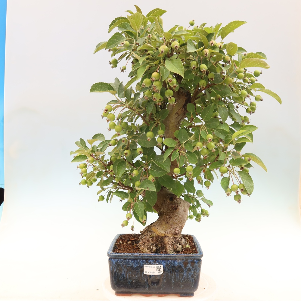 Bonsai voor buiten -Malus halliana - Appelboom met kleine vruchten
