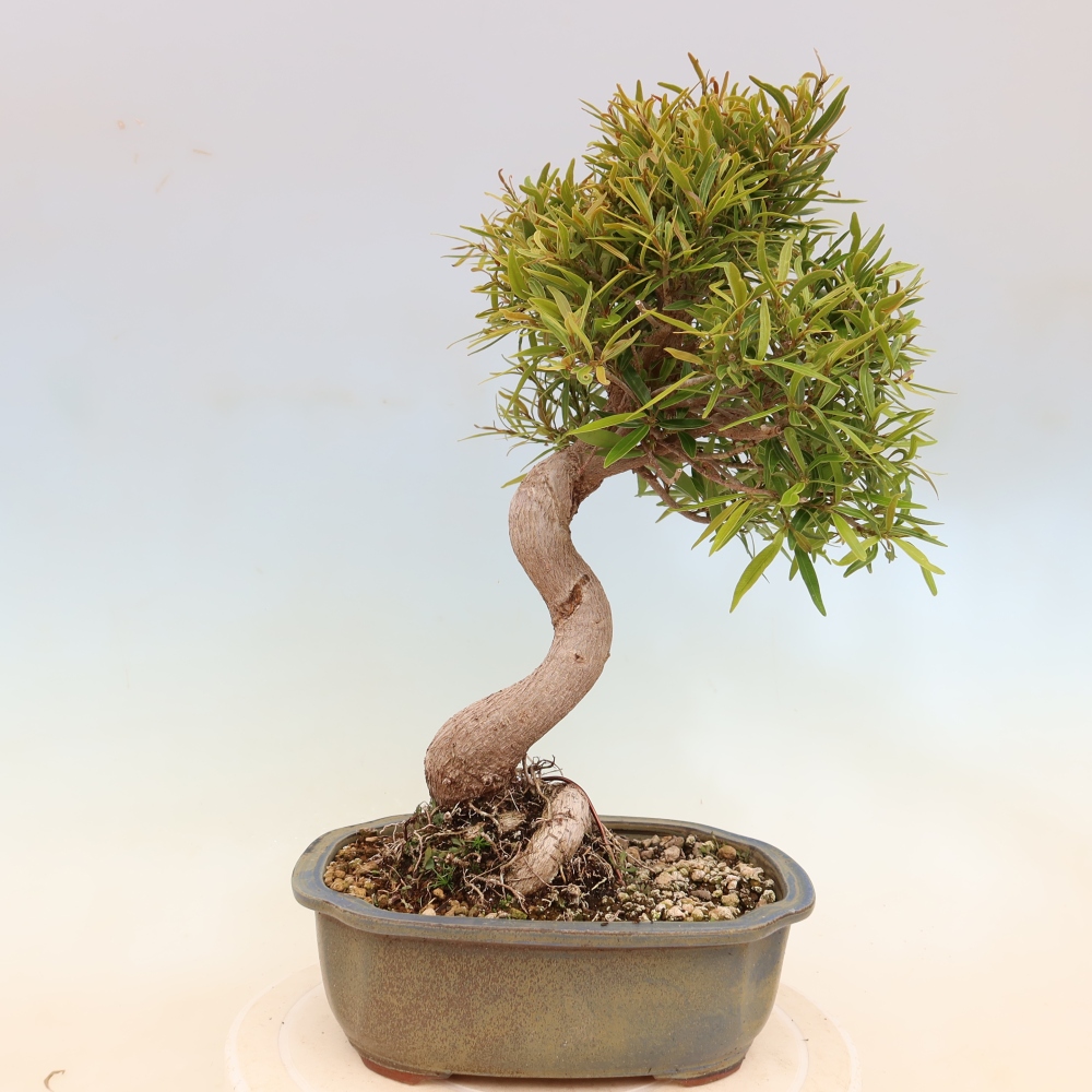 Kamerbonsai - Ficus nerifolia - kleinbladige ficus
