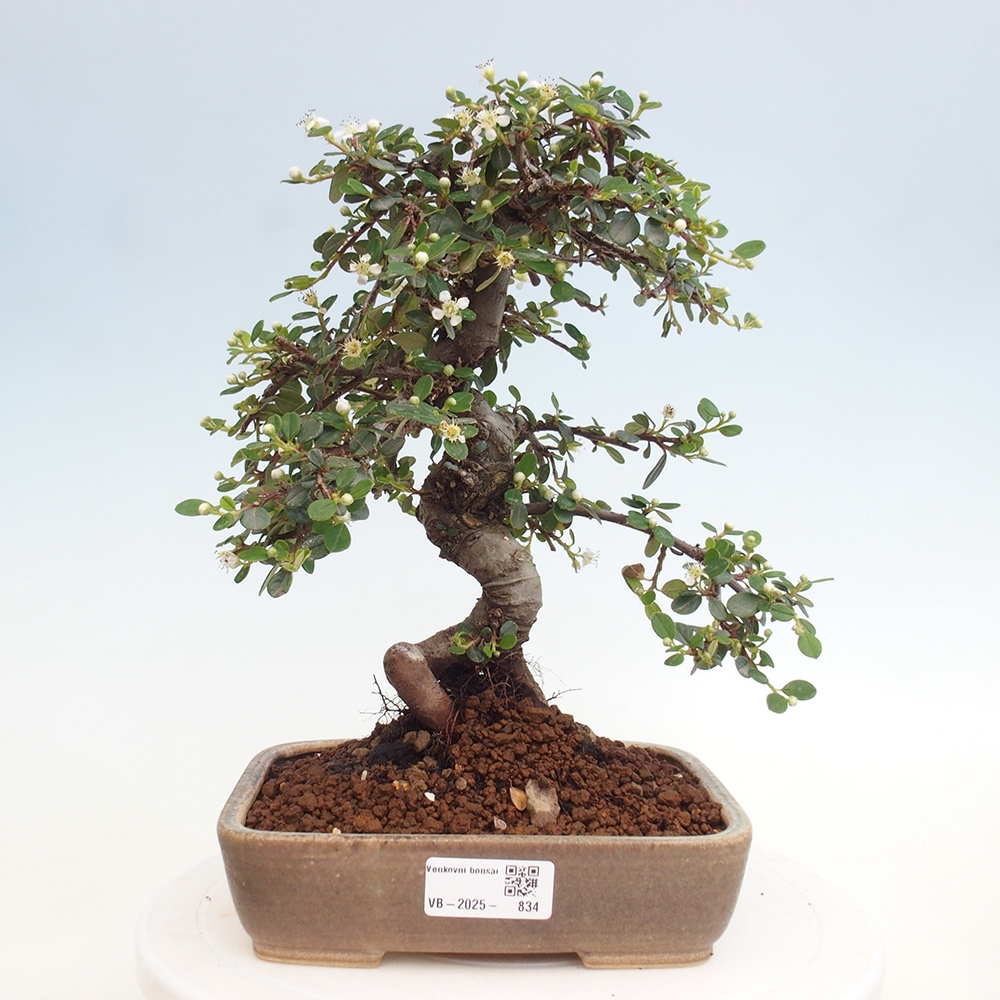 Buitenbonsai-Cotoneaster dammeri - Damer's Rock