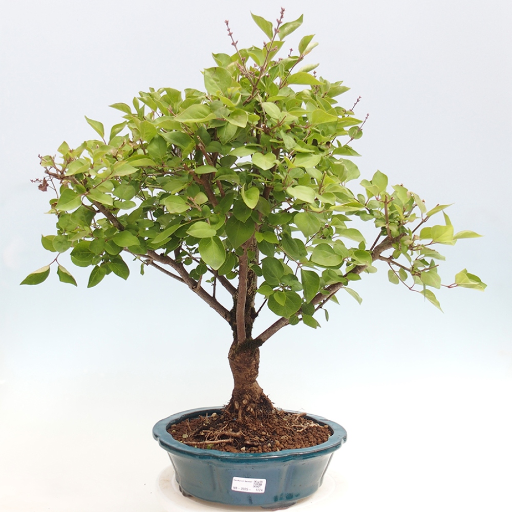 Bonsai voor buiten - Syringa Meyeri Palibin - Meyersering