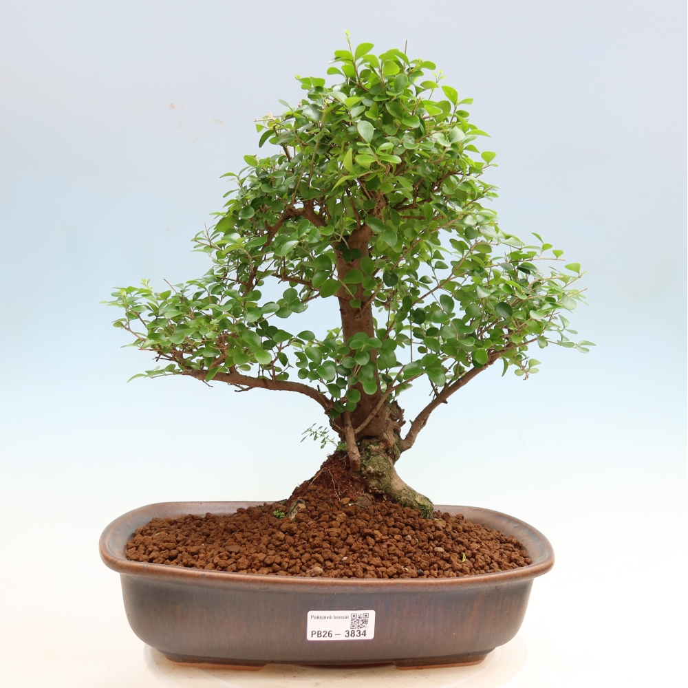Kamerbonsai -Ligustrum retusa - kleinbladige vogelbek