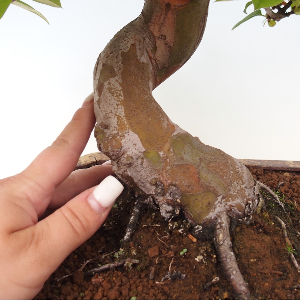 Bonsai voor buiten - Pseudocydonia sinensis - Chinese kweepeer