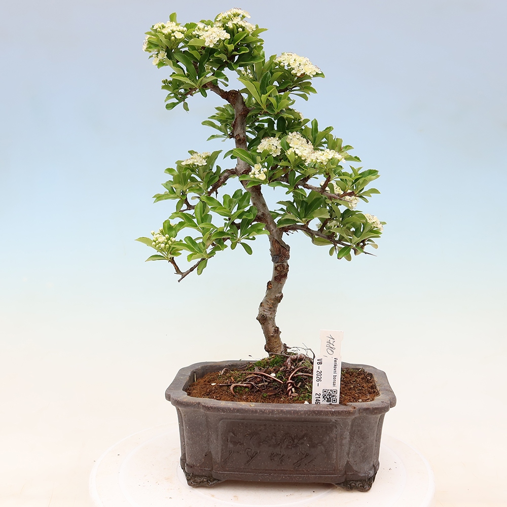 Buitenbonsai - Pyracantha teton - Vuurdoorn