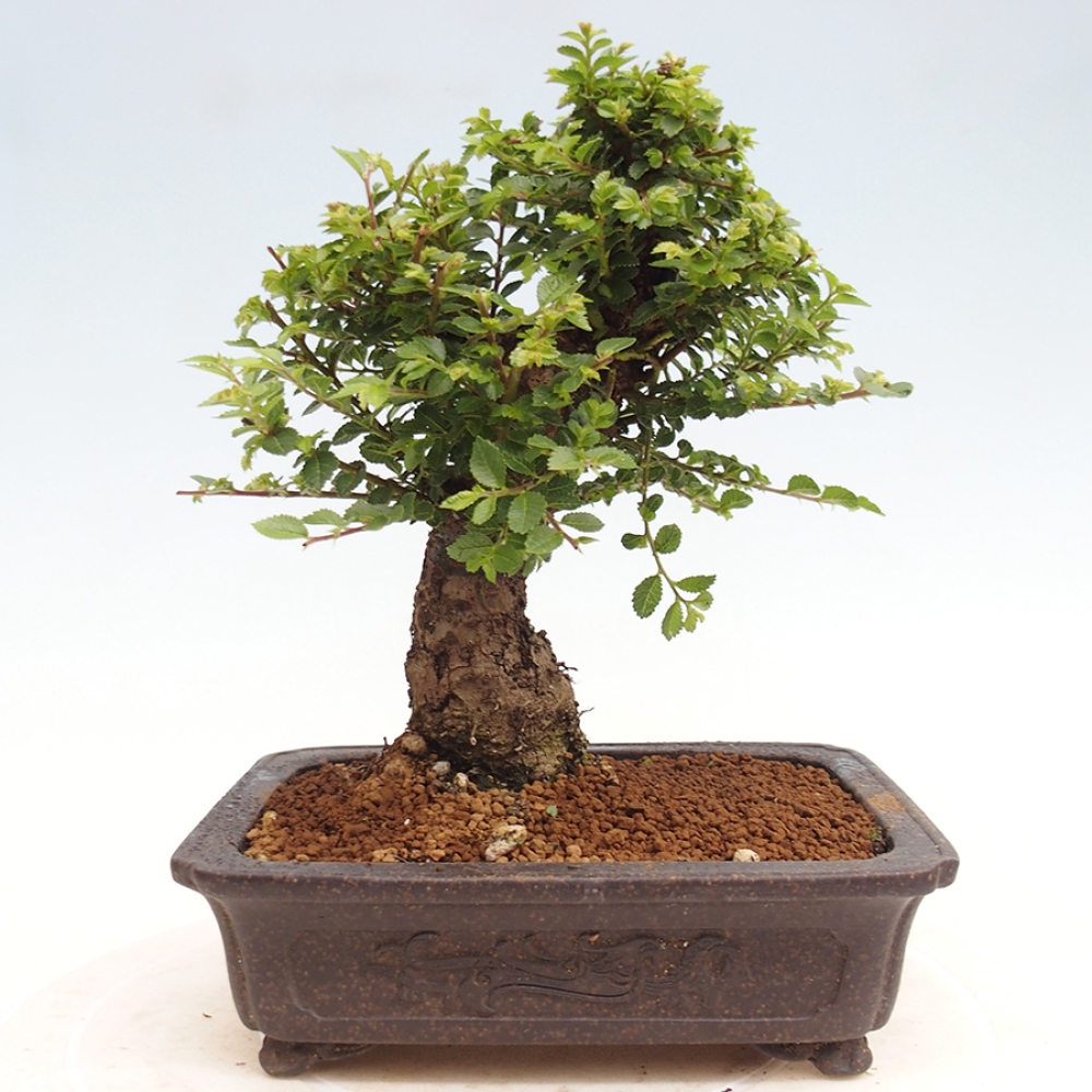Bonsai voor buiten - Ulmus parvifolia Hokkaido - Chinese iep