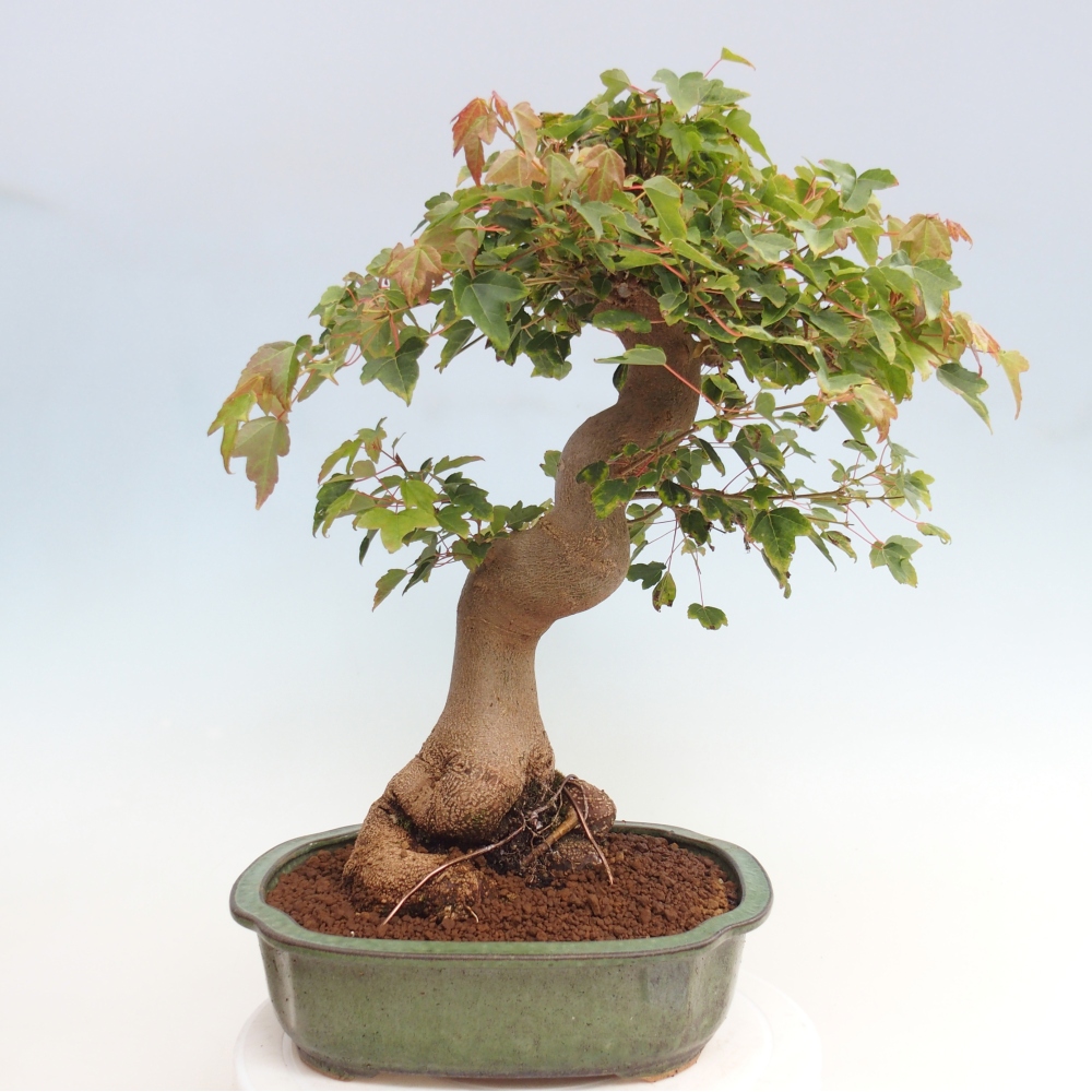 Bonsai voor buiten - Acer Buergerianum - Burgeresdoorn