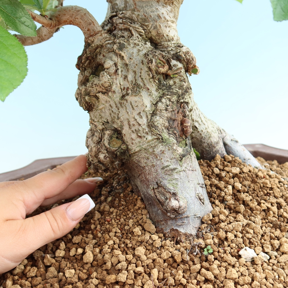 Bonsai voor buiten - Photinia villosa