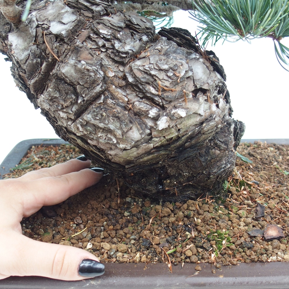Bonsai voor buiten - Pinus parviflora - Pinus parviflora
