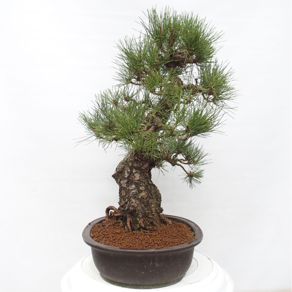 Bonsai voor buiten - Pinus thunbergii - Thunberg den