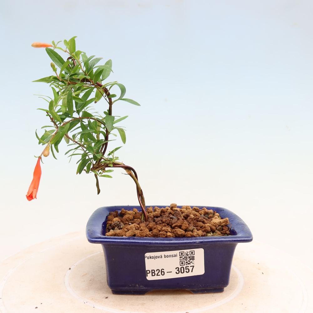 Kamerbonsai-PUNICA granatum nana-Granaatappel