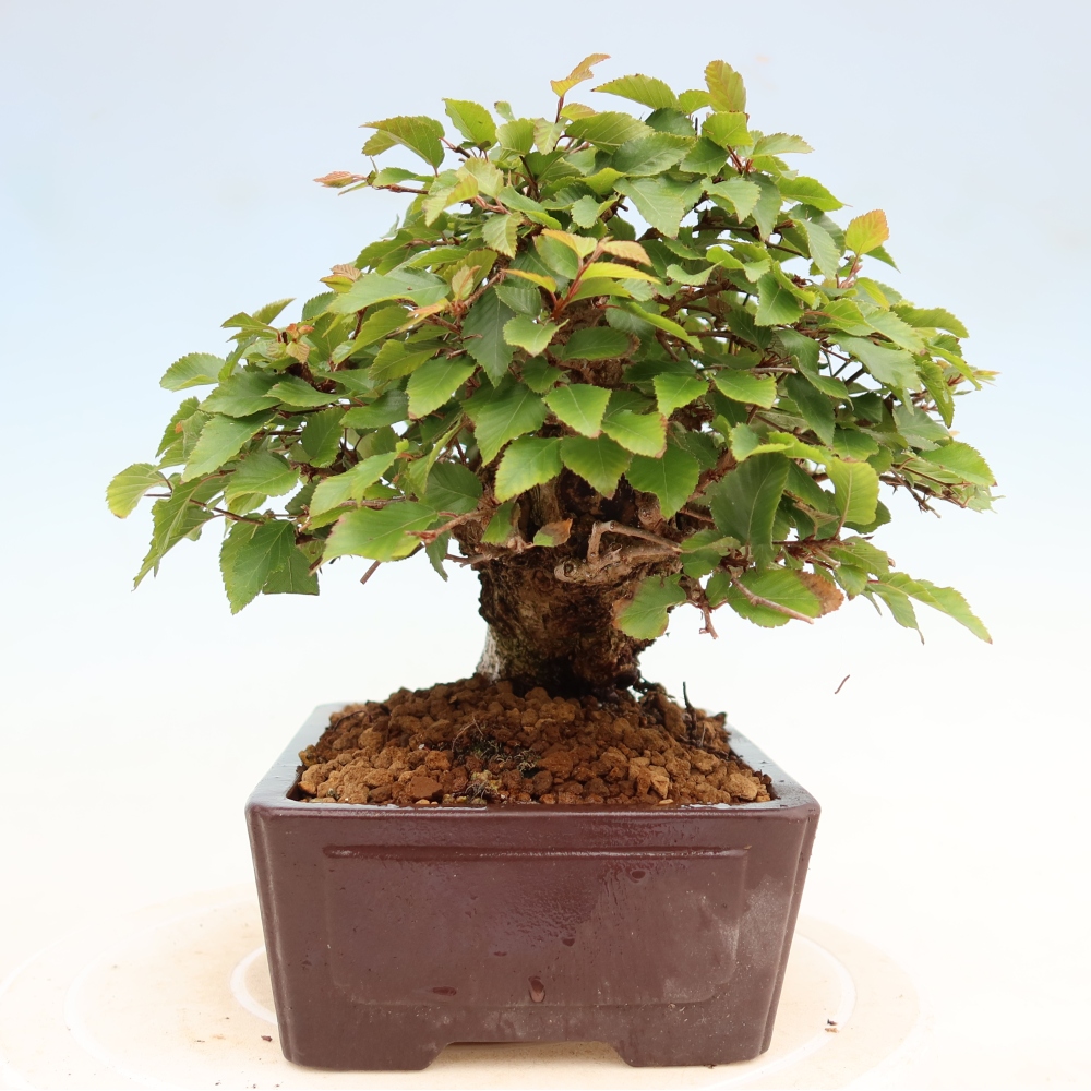 Bonsai voor buiten -Carpinus Coreana - Koreaanse haagbeuk
