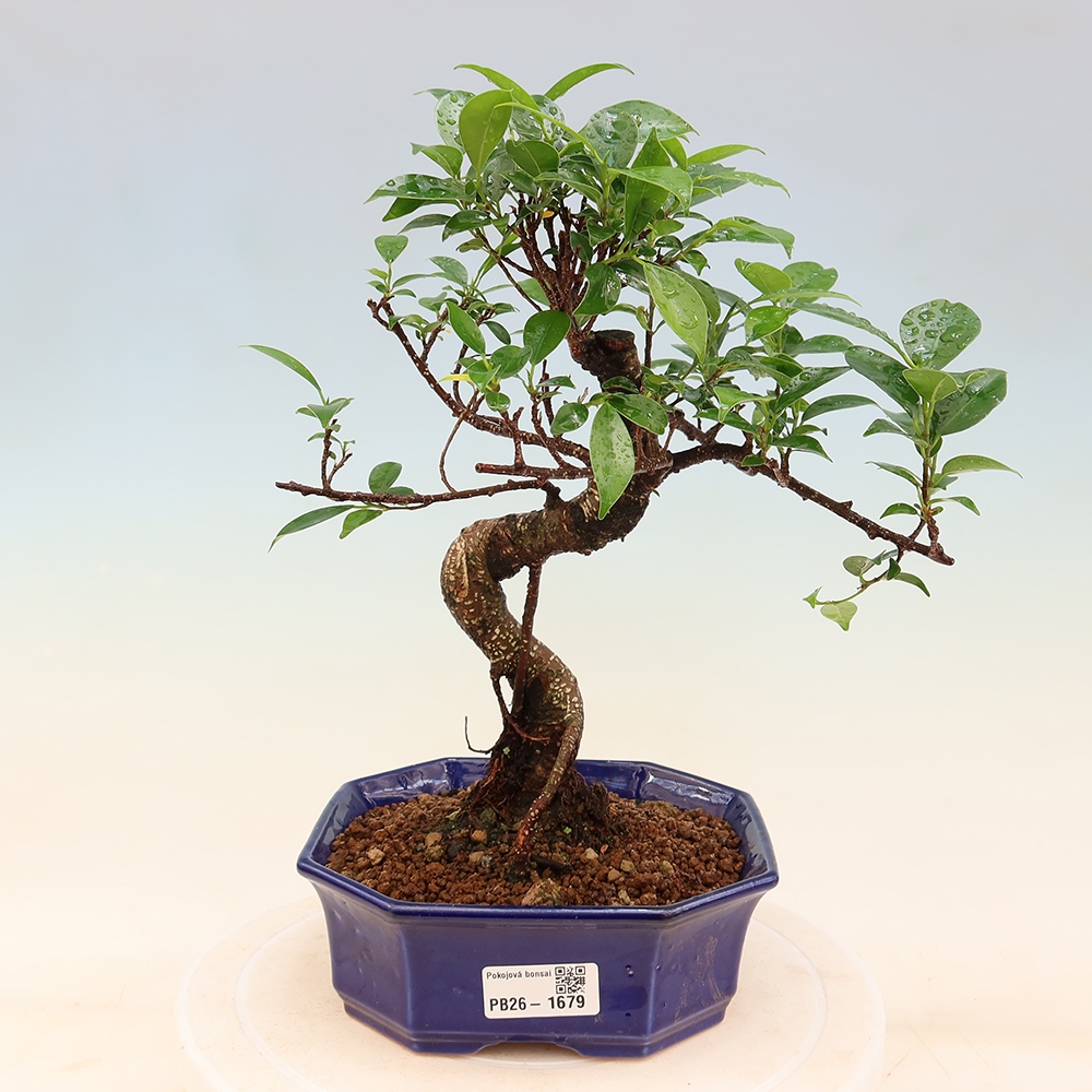 Kamerbonsai - Ficus retusa - kleinbladige ficus
