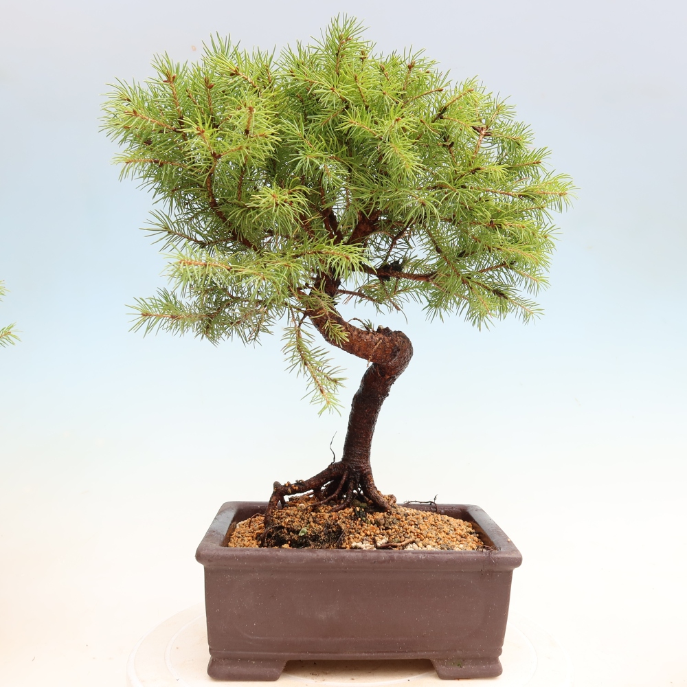 Buitenbonsai – Grijze spar – Picea glauca globe