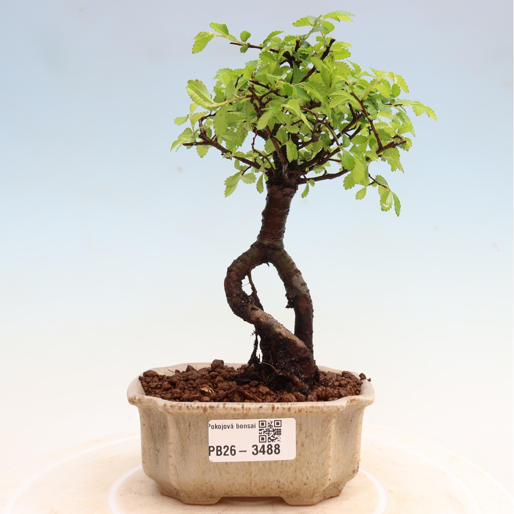 Kamerbonsai - Ulmus parvifolia - Winteriep
