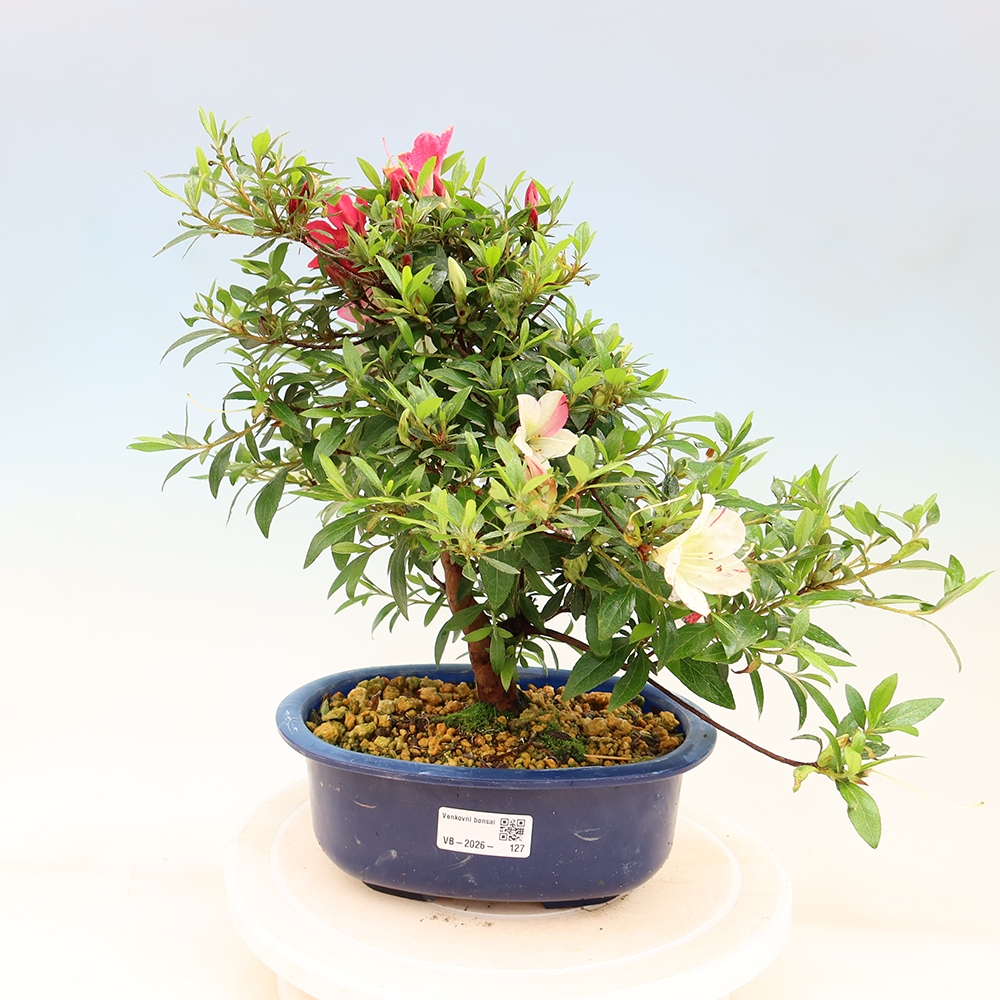 Bonsai voor buiten - Japanse Azalea - Azalea Suigootome