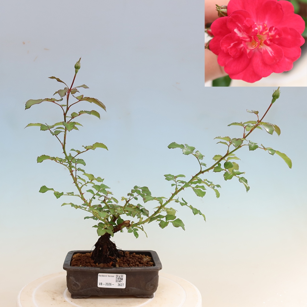 Bonsai voor buiten - Rosa Kordes - roos
