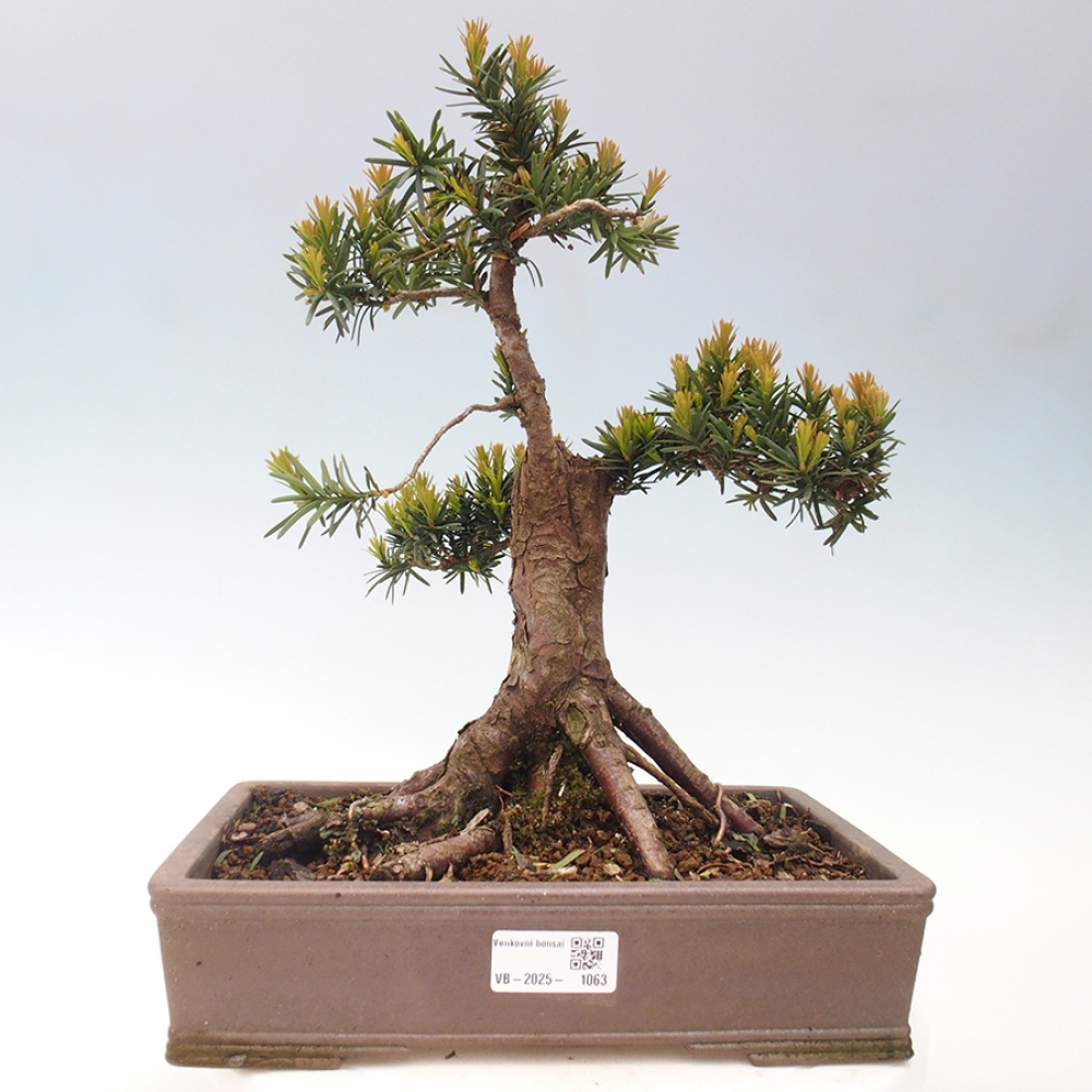 Bonsai voor buiten - Taxus cuspidata - Japanse Taxus