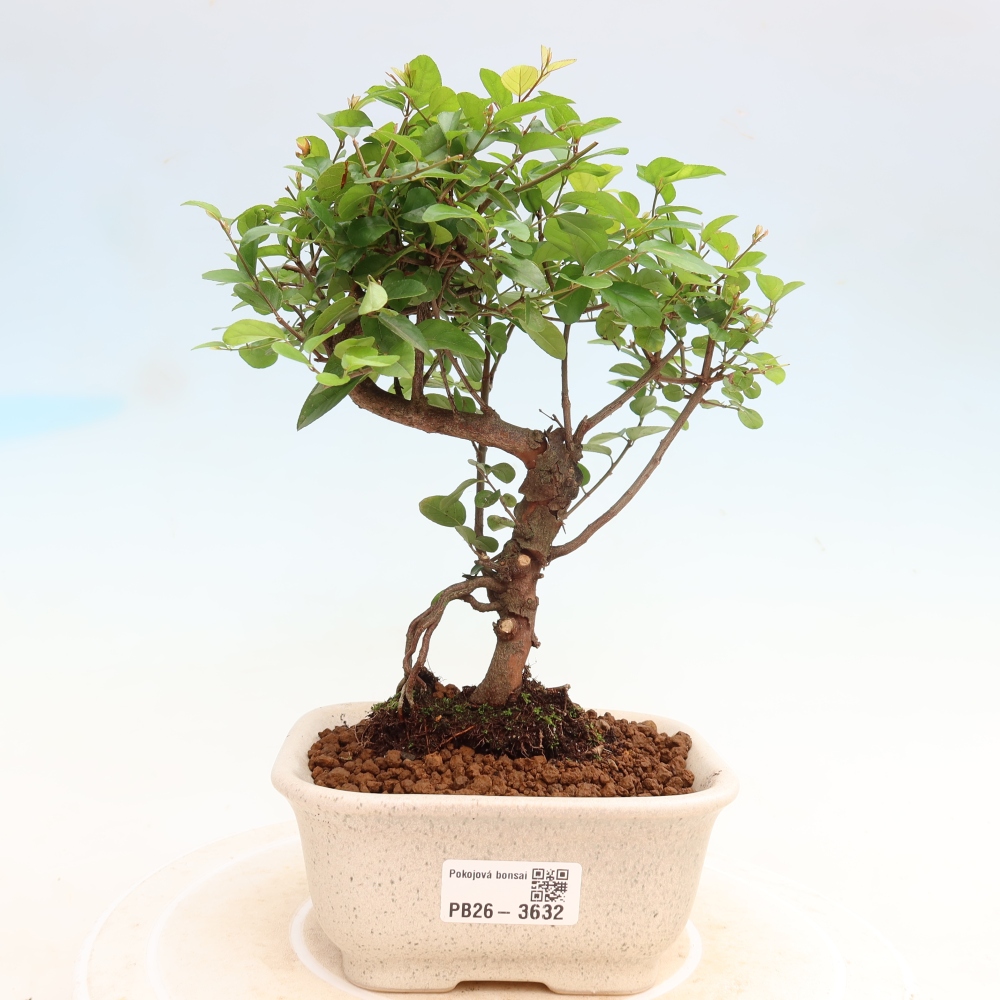 Kamerbonsai - Sageretia thea - Sageretia thea