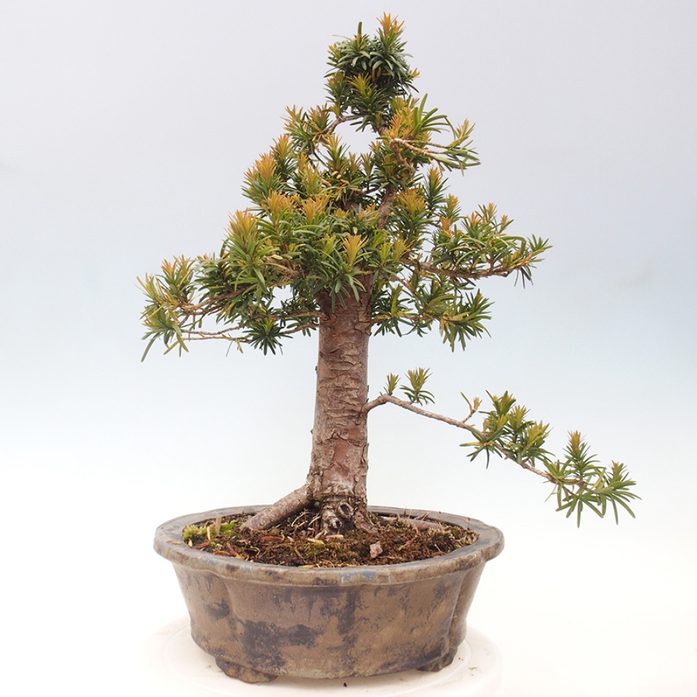 Bonsai voor buiten - Taxus cuspidata - Japanse Taxus