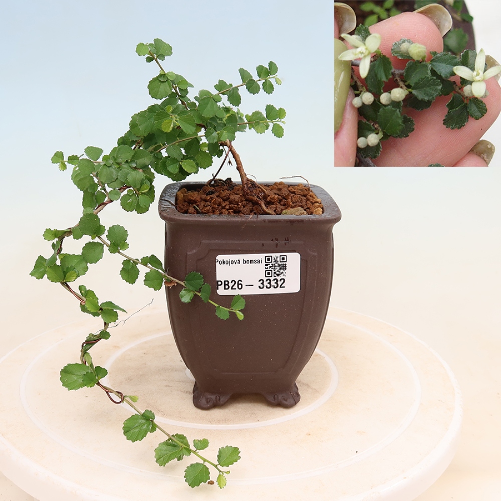 Kamerbonsai - Grewia sp. - Grewia malafolia