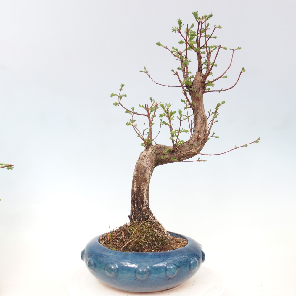 Bonsai voor buiten - Metasequoia glyptostroboides - Chinese Metasequoia