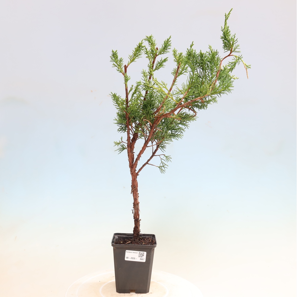 Bonsai voor buiten - Juniperus chinensis Kishu