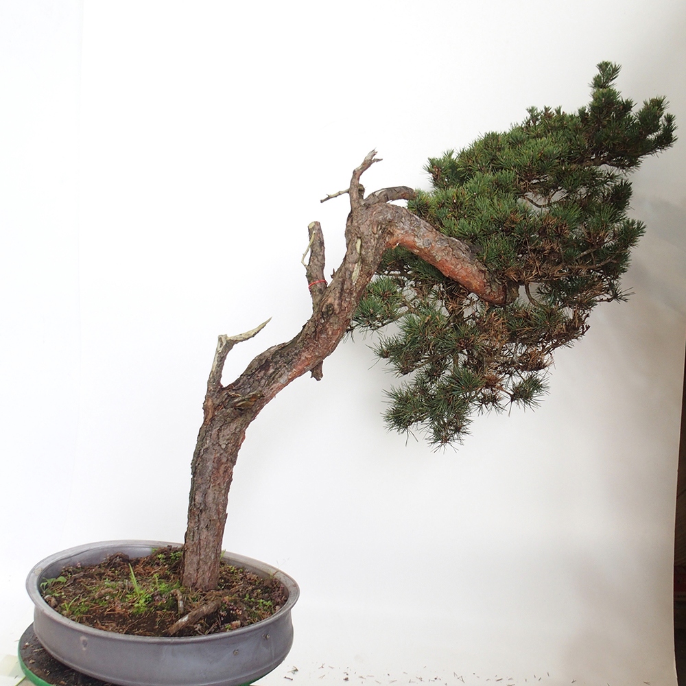 Yamadori - Pinus sylvestris Spanje
