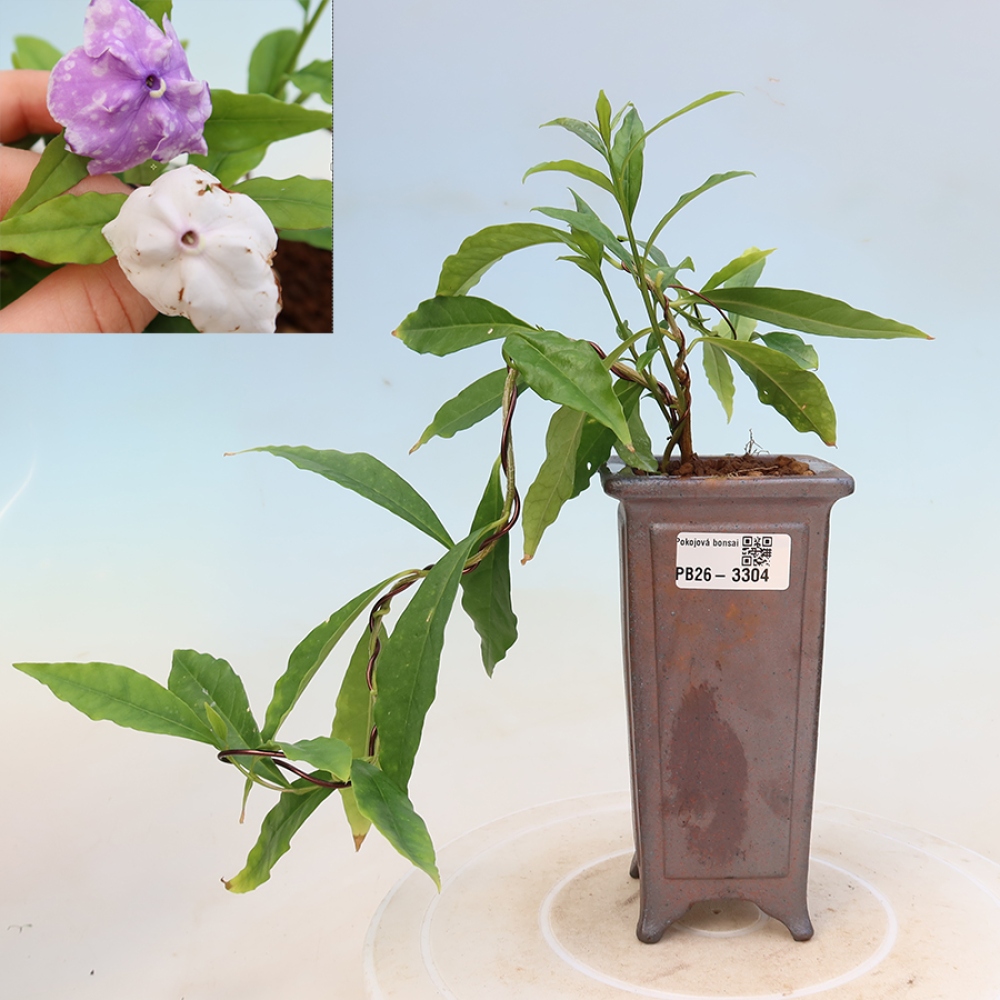 Bonsai voor binnenshuis - Costa-jasmijnplant - Brunfelsia