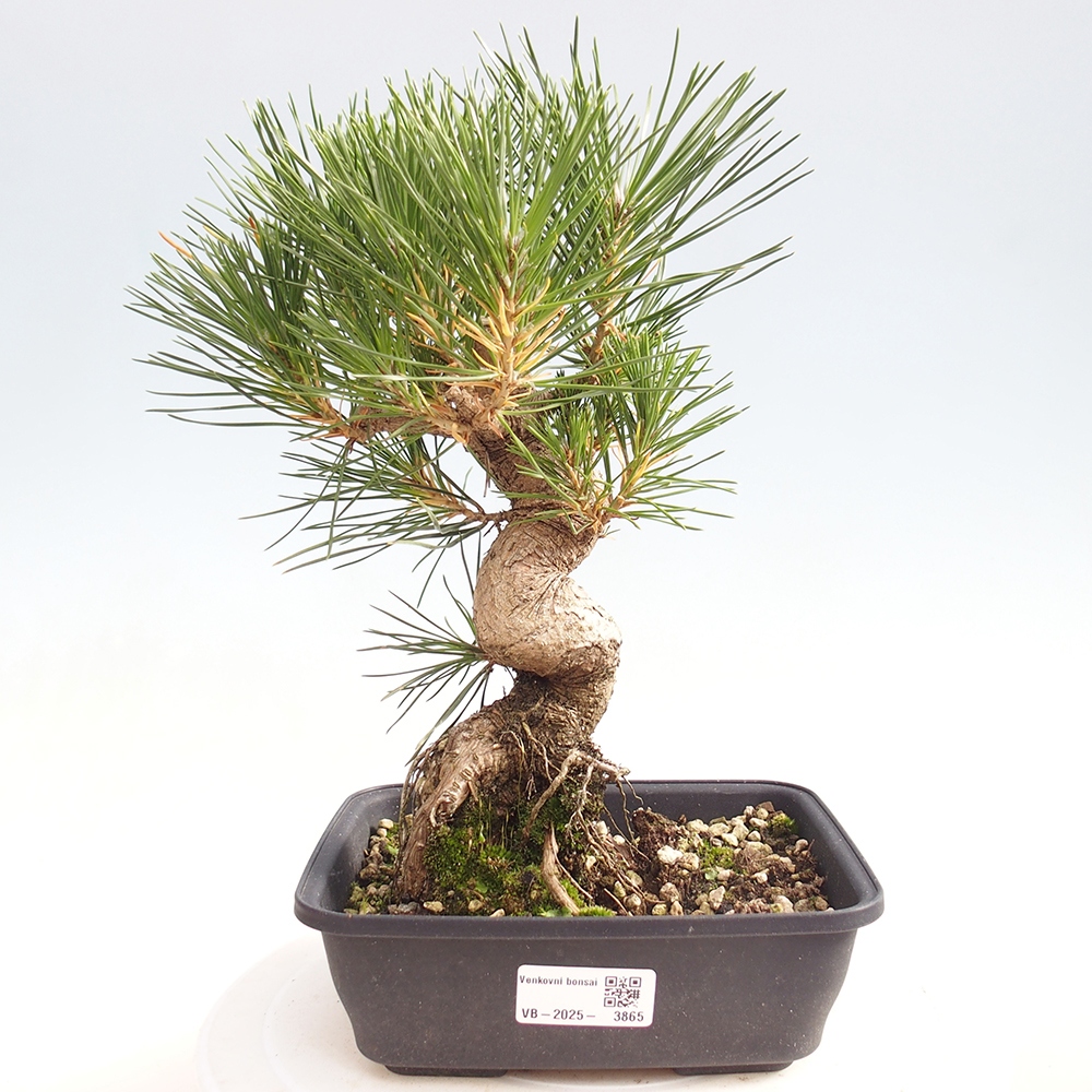 Bonsai voor buiten - Pinus thunbergii - Thunberg den