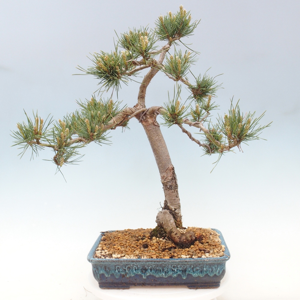 Bonsai voor buiten - Pinus Sylvestris Watererri - grove den