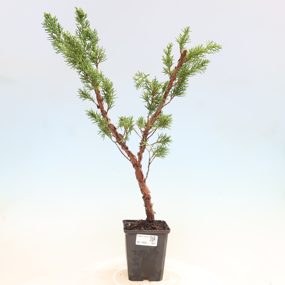 Bonsai voor buiten - Juniperus chinensis Kishu